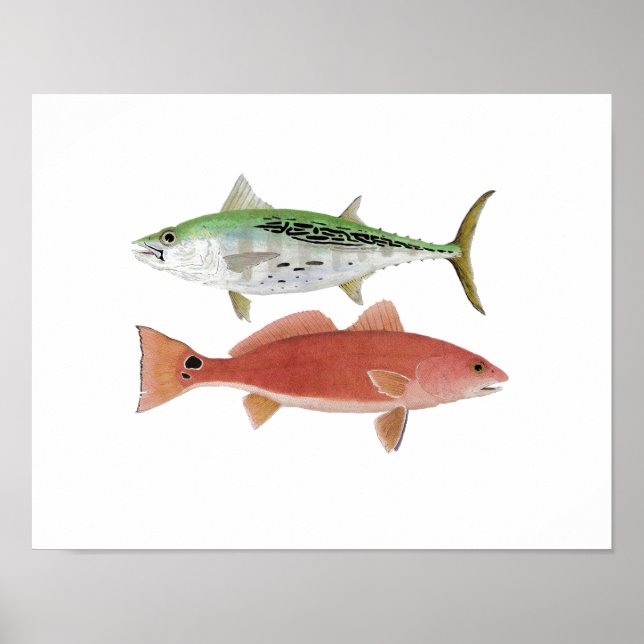 Poster Albacore & Redfish Artwork (Frente)