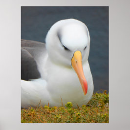 Pôster Albatross Bird, ao largo da costa da Nova Zelândia