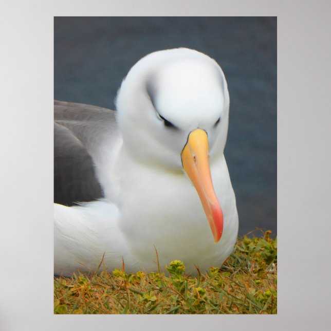 Pôster Albatross Bird, ao largo da costa da Nova Zelândia (Frente)