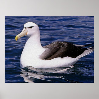 Poster Albatroz