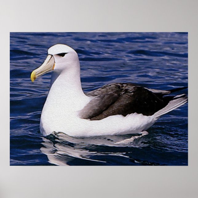 Poster Albatroz (Frente)