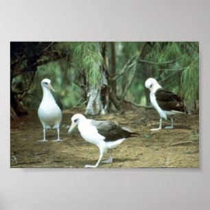 Pôster Albatroz de Laysan