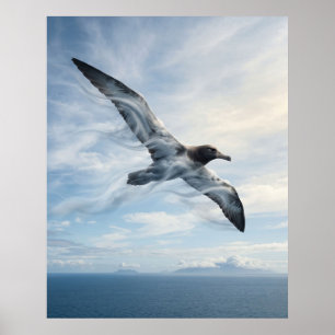 Poster Albatroz Vento Oceano Sem Fim