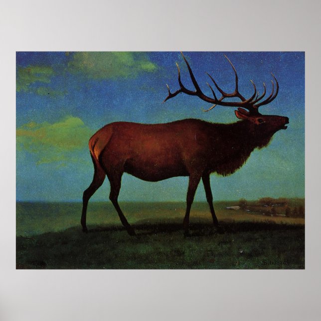 Pôster Albert Bierstadt, Elk (Frente)