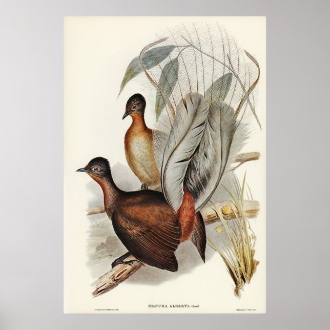 Poster Albert Lyre-Bird (Menura Alberti) ilustrado por E (Frente)