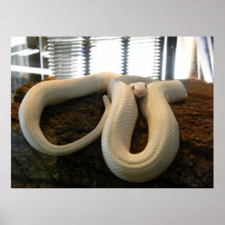 Pôster Albino Cobra