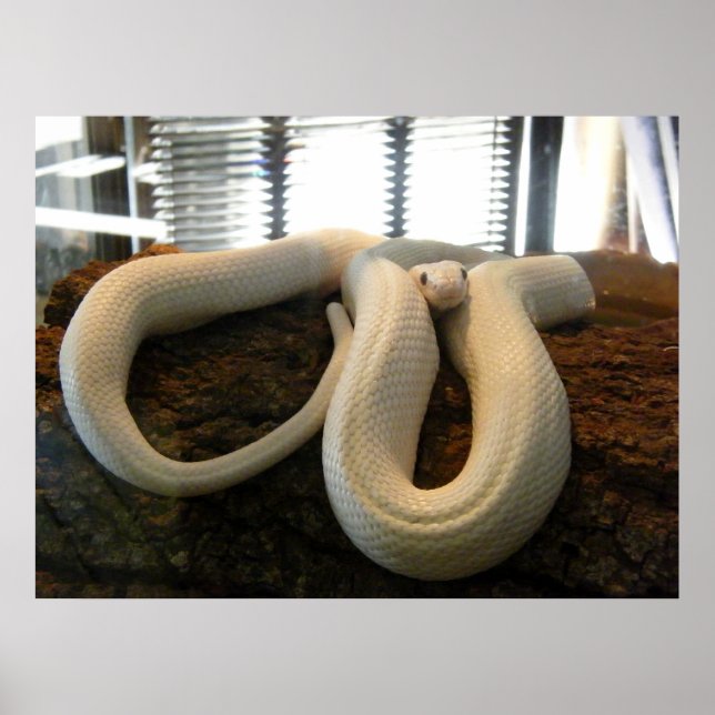 Pôster Albino Cobra (Frente)