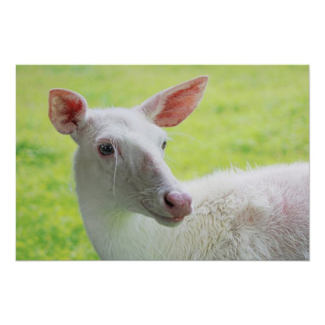Pôster Albino Deer (Frente)