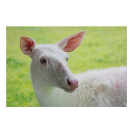 Pôster Albino Deer