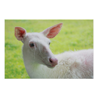 Pôster Albino Deer