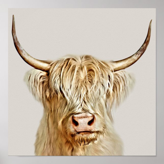Poster Albino Highland Cow (Frente)