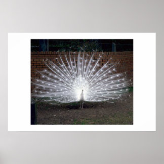 Poster Albino Peacock