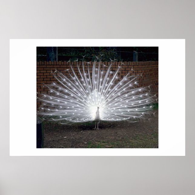 Poster Albino Peacock (Frente)