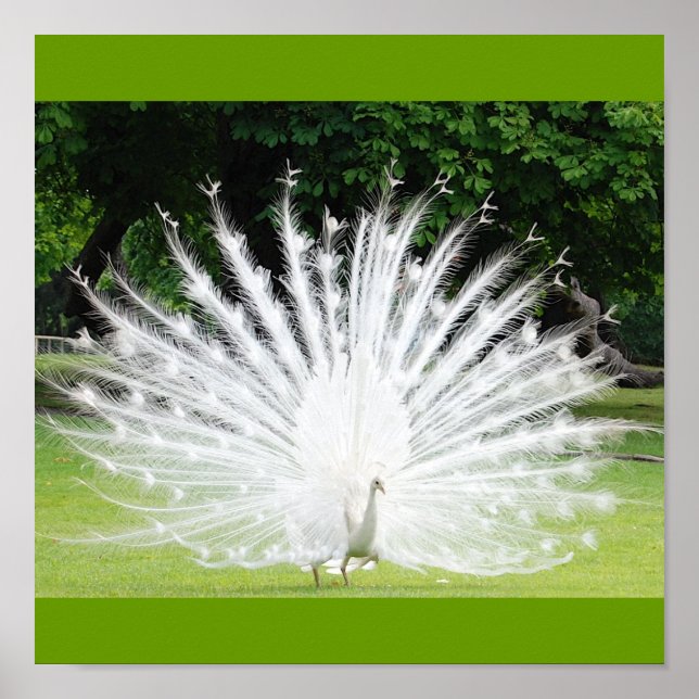 Pôster Albino-Peacock (Frente)