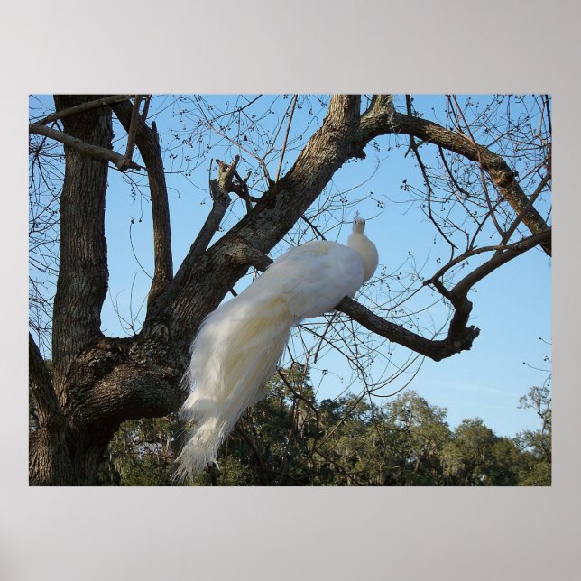 Poster Albino Peacock em uma árvore (Frente)
