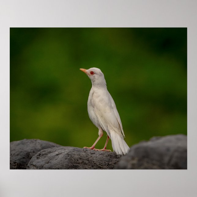 Pôster Albino Robin em Crown Point 20x16 (Frente)