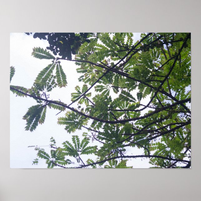 Poster Albizia adianthifoli (Frente)