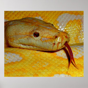Poster Alboino Burmese Python Cobra