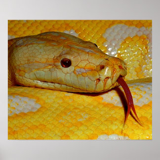Poster Alboino Burmese Python Cobra