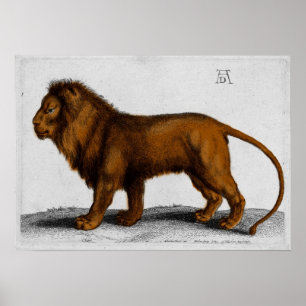 Pôster Albrecht Durer Color Engraving Lion