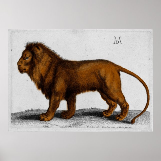 Pôster Albrecht Durer Color Engraving Lion (Frente)