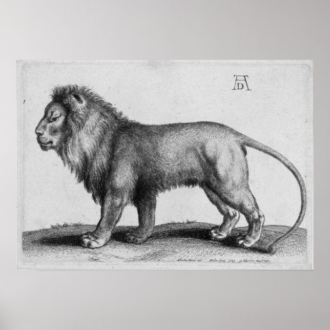 Pôster Albrecht Durer Engraving Lion (Frente)