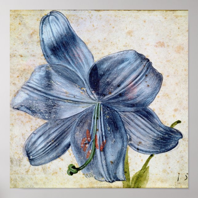 Poster Albrecht Durer - Estudo De Lily (Frente)