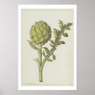 Poster Alcachofra: Scolymus do Cynara, c.1568