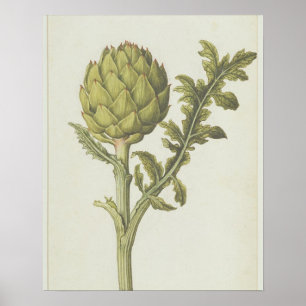 Pôster Alcachofra: Scolymus do Cynara, c.1568