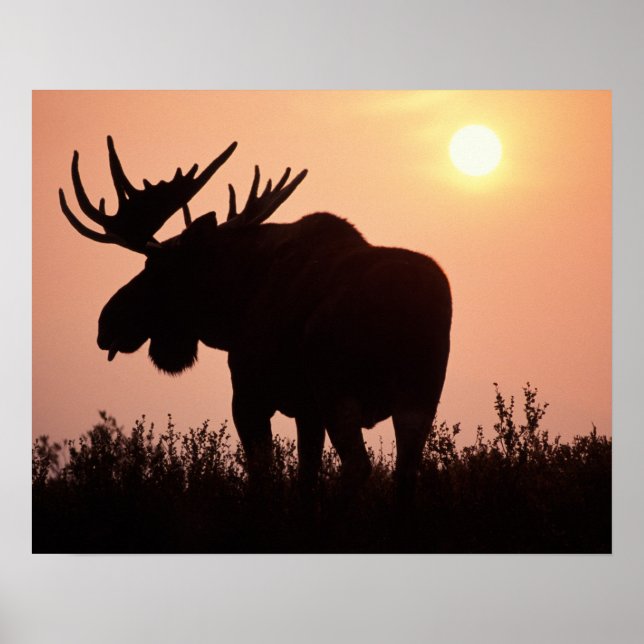 Poster alce, Alces alces, touro com grandes chifres, (Frente)