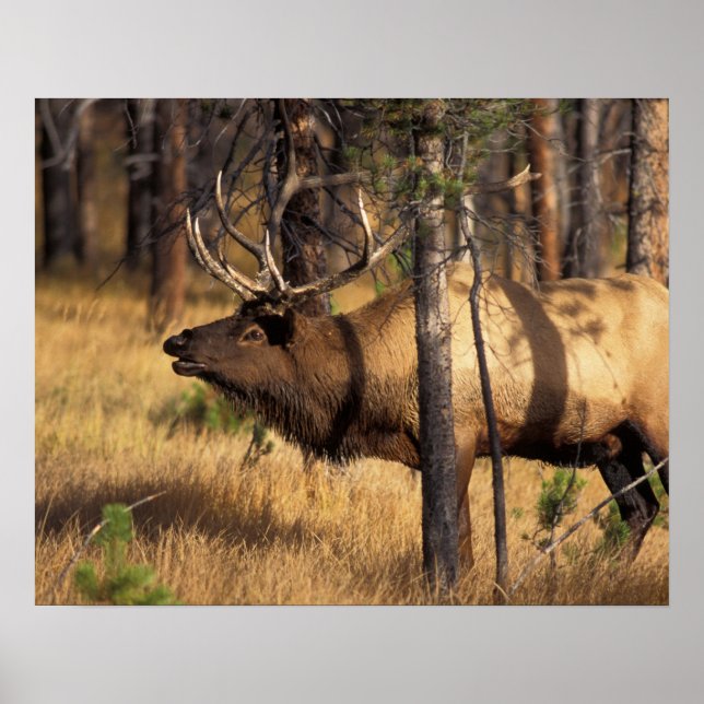 Poster alce, Cervus elaphus, borbulhos de touro em uma qu (Frente)