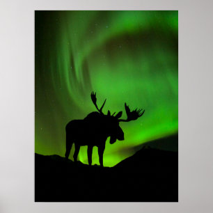 Poster Alce com Aurora Verde Borealis, Alasca
