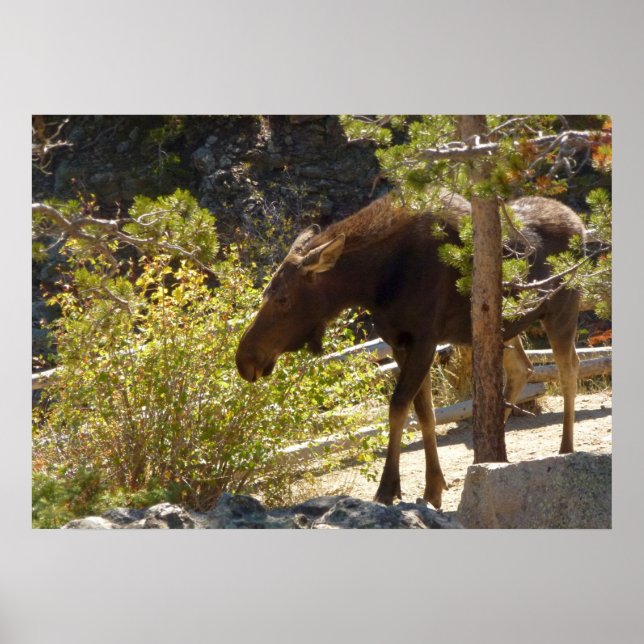 Poster Alce das Montanhas Rochosas (Frente)
