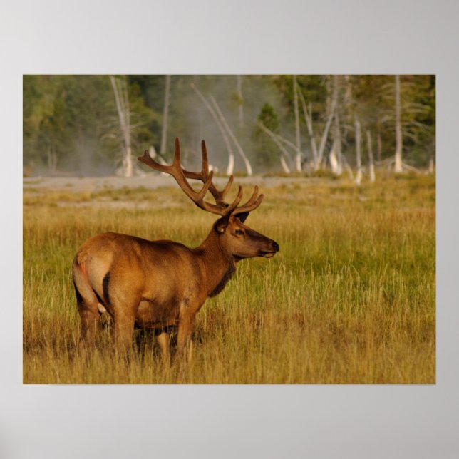 Poster Alce das Montanhas Rochosas | Parque Nacional de Y (Frente)