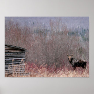 Pôster alce e casa antiga