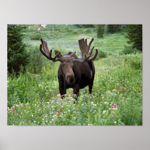 Pôster Alce macho Alces alces) em flores silvestres,