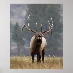 Pôster Alce macho bramando, Yellowstone NP, Wyoming 2