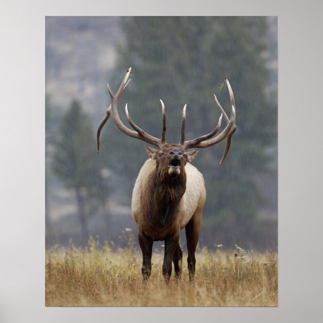 Pôster Alce macho bramando, Yellowstone NP, Wyoming 2 (Frente)