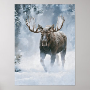 Poster Alce Macho Caminhando pela Neve Boreal