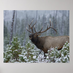 Pôster Alce macho na neve chamando, buglando, Yellowstone