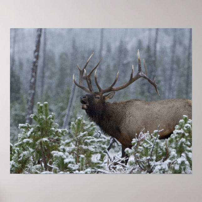 Pôster Alce macho na neve chamando, buglando, Yellowstone (Frente)