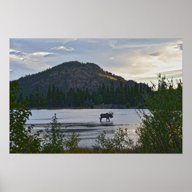 Poster Alce Macho, Nascer do Sol, Sprague Lake, Colorado (Frente)