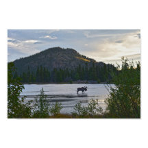Alce Macho, Nascer do Sol, Sprague Lake, Colorado