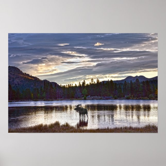 Poster Alce macho no Lago Sprague, Colorado (Frente)