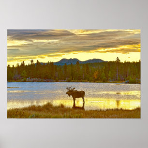 Poster Alce macho no Sprague Lake, Colorado, nascer do so