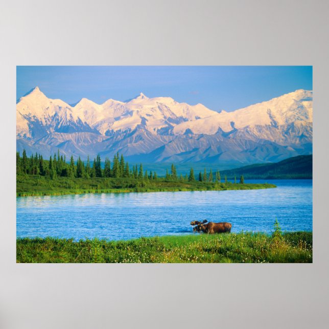 Poster Alce macho no Wonder Lake (Frente)