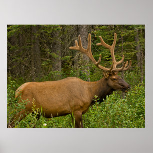 Poster Alce macho Parque Nacional Banff, Alberta, Canad