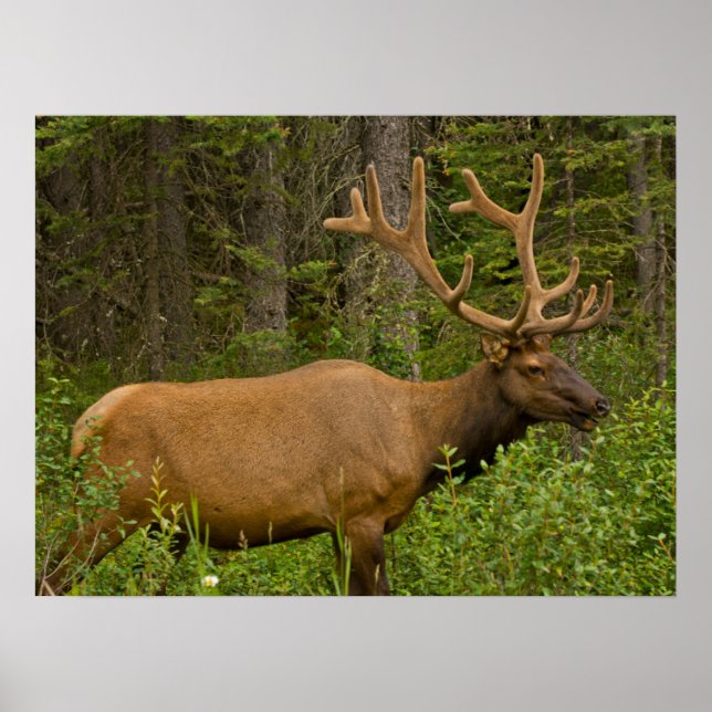 Poster Alce macho | Parque Nacional Banff, Alberta, Canad (Frente)