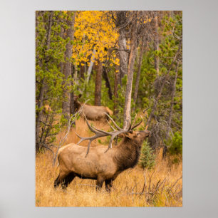 Poster Alce macho Parque Nacional das Montanhas Rochosa