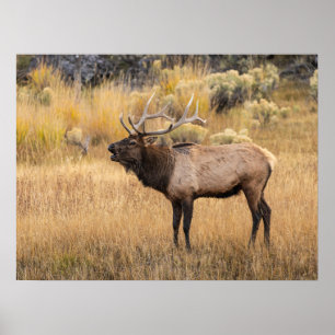 Poster Alce macho Parque Nacional de Yellowstone